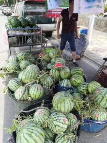 威县吃瓜事件真相,真相与反思