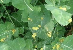 白姨树叶吃瓜,揭秘神奇树叶的神奇功效与吃瓜乐趣