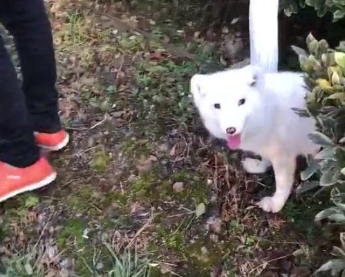 白狐吃瓜,揭秘神秘生物的趣味生活