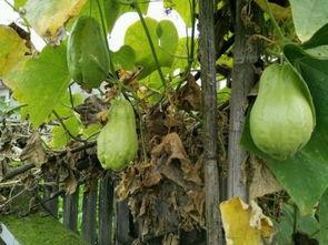 买耳朵吃瓜,揭秘娱乐圈背后的秘密与八卦