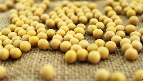 网红吃小黄豆瓜,趣味横生引网友热议