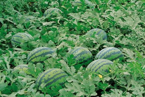 湖南广场围满吃瓜,街头巷尾热议焦点