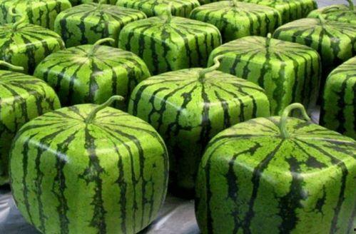 锦绣中华吃瓜,探寻各地特色吃瓜文化之旅