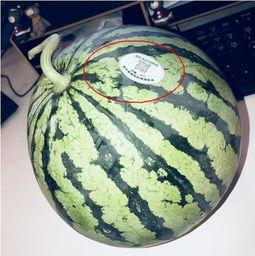 网红 泰国 吃瓜,一场别开生面的“吃瓜”盛宴