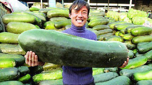 吃瓜最近吃内脏的,揭秘“吃内脏”现象背后的秘密